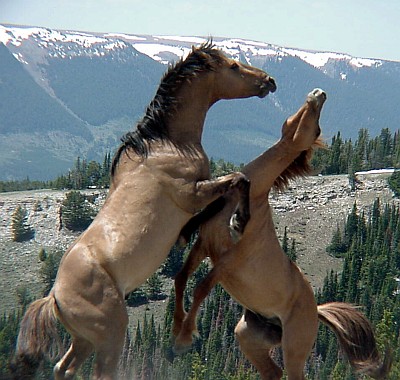 2. Two Wild Horses Fighting on the Pryor Mountain National Wild Horse Range, State of Montana, USA. Photo Credit: BLM Digital Photo Library (http://www.photos.blm.gov, Spring 2003, Pryor Mountain Wild Horse Range, Carbon County, Montana, USA), Bureau of Land Management (BLM, http://www.blm.gov), United States Department of the Interior, (http://www.doi.gov), Government of the United States of America (USA).
