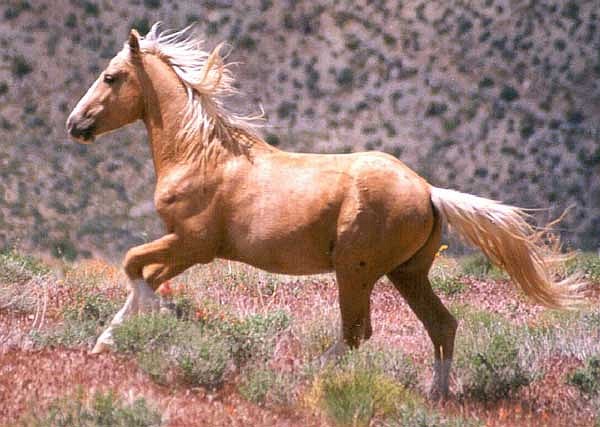 3. Wild Horse on the Range. Photo Credit: National Wild Horse and Burro Program (http://www.WildHorseAndBurro.blm.gov, http://www.WildHorseAndBurro.blm.gov/photo_gallery), Bureau of Land Management (BLM, http://www.blm.gov), United States Department of the Interior, (http://www.doi.gov), Government of the United States of America (USA).
