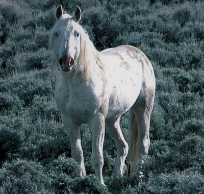 5. Wild Horse on the Wyoming Range, State of Wyoming, USA. Photo Credit: Marcella Bodner, National Wild Horse and Burro Program (http://www.WildHorseAndBurro.blm.gov, http://www.WildHorseAndBurro.blm.gov/photo_gallery), Bureau of Land Management (BLM, http://www.blm.gov), United States Department of the Interior, (http://www.doi.gov), Government of the United States of America (USA).
