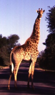 3. Giraffe at the Skukuza Airport, Republic of South Africa. Photo Credit: "A Giraffe Encountered at the Skukuza Airport" photographed by Mark Helmlinger of the NASA Jet Propulsion Laboratory (http://www.jpl.nasa.gov) in Pasadena, California; Southern African Regional Science Initiative (SAFARI 2000, 1999-2001, http://www.daac.ornl.gov/S2K/safari.html), Skukuza-MISR Validation Site Photos (http://www.daac.ornl.gov/S2K/s2k_photo_pages/skukuza_misr/skukuza_misr.html). Oak Ridge National Laboratory (ORNL) Distributed Active Archive Center (http://www.daac.ornl.gov), United States Department of Energy (http://www.doe.gov), Government of the United States of America.Government of the United States of America; National Aeronautics and Space Administration (NASA, http://www.nasa.gov), Government of the United States of America (USA).