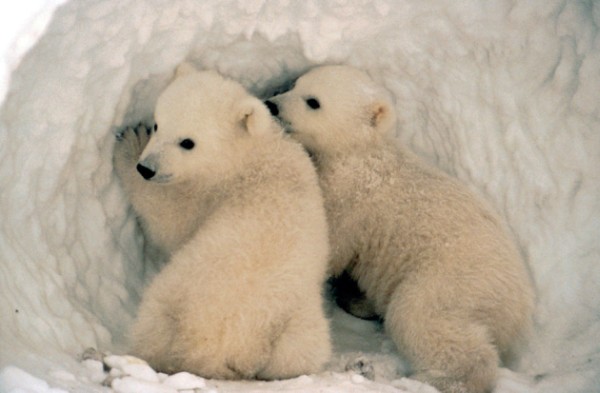 Two Polar Bear Cubs - Ursus maritimus. Photo Credit: Alaska Image Library, United States Fish and Wildlife Service Digital Library System (http://images.fws.gov), United States Fish and Wildlife Service (FWS, http://www.fws.gov), United States Department of the Interior (http://www.doi.gov), Government of the United States of America (USA).