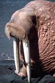 2. Walrus - Odobenus rosmarus. Photo Credit: Donna A. Dewhurst (AK/RO/00242), Alaska Image Library, United States Fish and Wildlife Service Digital Library System (http://images.fws.gov), United States Fish and Wildlife Service (FWS, http://www.fws.gov), United States Department of the Interior (http://www.doi.gov), Government of the United States of America (USA).