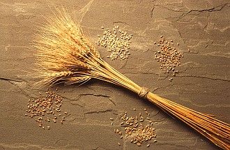3. Harvested Wheat Heads and Wheat Kernels. Photo Credit: Scott Bauer (http://www.ars.usda.gov/is/graphics/photos, K7219-1), Agricultural Research Service (ARS, http://www.ars.usda.gov), United States Department of Agriculture (USDA, http://www.usda.gov), Government of the United States of America (USA).