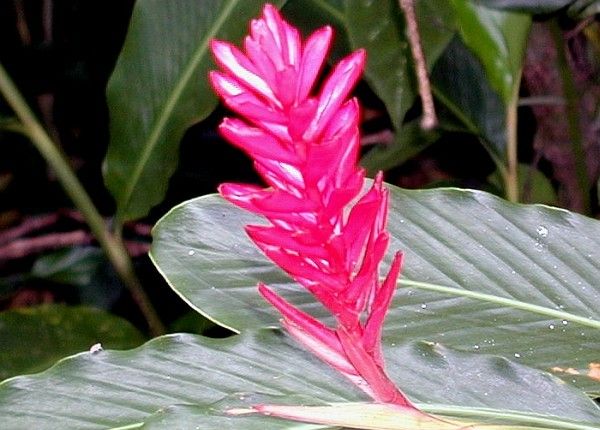 A Ginger Flower on Isla Gorgona, Republica de Colombia - Republic of Colombia, Early November 2000. Photo Credit: Shannon Rankin, NMFS, SWFSC, National Oceanic and Atmospheric Administration Photo Library (http://www.photolib.noaa.gov), Small World Collection, National Oceanic and Atmospheric Administration (NOAA, http://www.noaa.gov), United States Department of Commerce (http://www.commerce.gov), Government of the United States of America (USA).