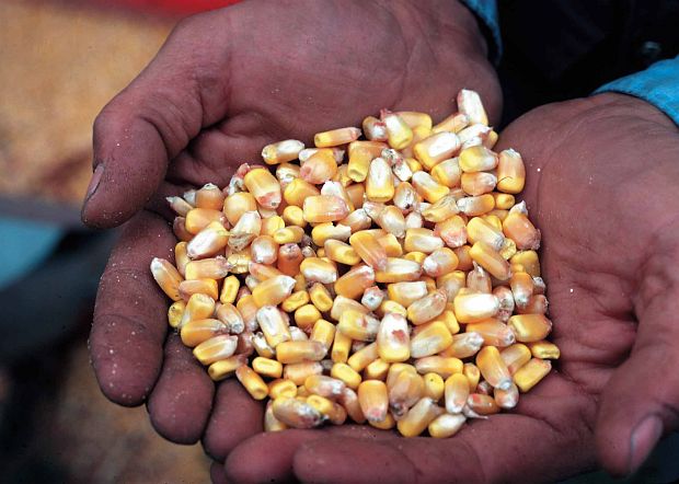 Hands Holding Kernels of Corn, State of Iowa, USA Photo Credit: Tim McCabe (1999, http://photogallery.nrcs.usda.gov, NRCSIA99107), USDA Natural Resources Conservation Service (NRCS, http://www.nrcs.usda.gov), United States Department of Agriculture (USDA, http://www.usda.gov), Government of the United States of America (USA).