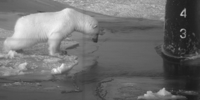 While Silently Watched Through the Periscope of the Submarine USS Honolulu (SSN 718, United States Navy), a Young Polar Bear, Ursus maritimus, Conducts an Investigation. October 2003, Arctic Circle. Photo Credit: Chief Yeoman Alphonso Braggs, Navy NewsStand - Eye on the Fleet Photo Gallery (http://www.news.navy.mil/view_photos.asp, 031000-N-XXXXB-002), United States Navy (USN, http://www.navy.mil), United States Department of Defense (DoD, http://www.DefenseLink.mil or http://www.dod.gov), Government of the United States of America (USA).
