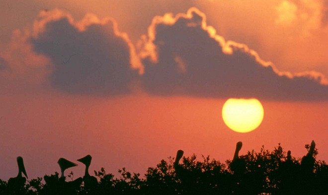 Pelicans Bask in a Beautiful Sunset Over Pelican Island National Wildlife Refuge, USA. Photo Credit: Pelican Island National Wildlife Refuge (http://PelicanIsland.fws.gov), Photographs of Pelican Island National Wildlife Refuge (http://PelicanIsland.fws.gov/PhotoGallery/index.htm, Sunset-2), United States Fish and Wildlife Service (FWS, http://www.fws.gov), United States Department of the Interior (http://www.doi.gov), Government of the United States of America (USA).
