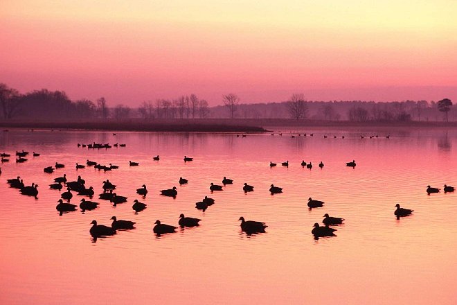 Canadian Geese Rest Peacefully in the Wetlands, 1980. Eastern Shore, State of Maryland, USA. Photo Credit: Tim McCabe (1980, http://photogallery.nrcs.usda.gov, NRCSMD80011), USDA Natural Resources Conservation Service (NRCS, http://www.nrcs.usda.gov), United States Department of Agriculture (USDA, http://www.usda.gov), Government of the United States of America (USA).