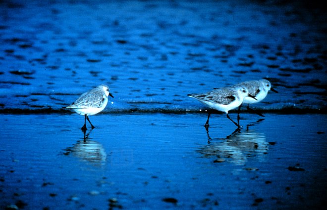 Sanderlings Looking for a Meal, North Carolina National Estuarine Research Reserve. Masonboro Island, State of North Carolina, USA. Photo Credit: NOAA Central Library, National Oceanic and Atmospheric Administration Photo Library (http://www.photolib.noaa.gov, nerr0089), NOAA National Estuarine Research Reserve Collection, National Oceanic and Atmospheric Administration (NOAA, http://www.noaa.gov), United States Department of Commerce (http://www.commerce.gov), Government of the United States of America (USA).