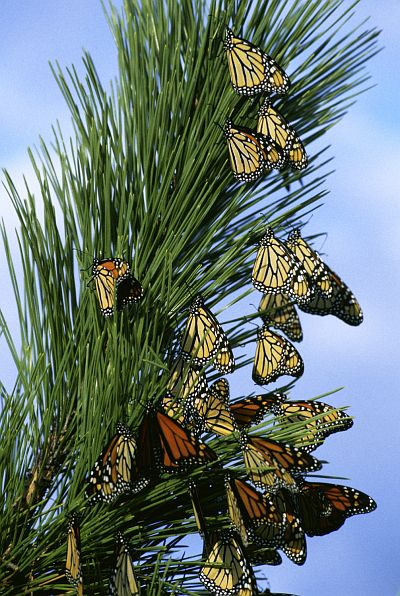 Migrating Monarch Butterflies (Danus plexippus), With Bright Orange and Yellow Wings, Rest in a Tree. Photo Credit: Gene Nieminen, NCTC Image Library, United States Fish and Wildlife Service Digital Library System (http://images.fws.gov, WV-1124-NJ1), United States Fish and Wildlife Service (FWS, http://www.fws.gov), United States Department of the Interior (http://www.doi.gov), Government of the United States of America (USA).
