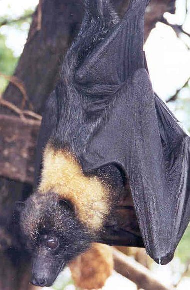 The Mariana Fruit Bat or Mariana Flying Fox (Pteropus mariannus mariannus) Lives in the Commonwealth of the Northern Mariana Islands, USA and Territory of Guam, USA. Photo Credit: Ann Hudgins, Washington DC Library, United States Fish and Wildlife Service Digital Library System (http://images.fws.gov, WO-Electronic-92), United States Fish and Wildlife Service (FWS, http://www.fws.gov), United States Department of the Interior (http://www.doi.gov), Government of the United States of America (USA). Additional information from the United States Fish and Wildlife Service: Species Profile for Mariana fruit Bat (=Mariana flying fox) <http://ecos.fws.gov/species_profile/SpeciesProfile?spcode=A07X>.