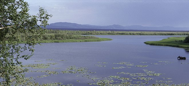 Kanuti National Wildlife Refuge's 1.4 Million Acres Are Home to Many Different Birds, Waterfowl, Mammals, and Insects. State of Alaska, USA. Photo Credit: Philip Martin, NCTC Image Library, United States Fish and Wildlife Service Digital Library System (http://images.fws.gov, WV-9361-Centennial CD), United States Fish and Wildlife Service (FWS, http://www.fws.gov), United States Department of the Interior (http://www.doi.gov), Government of the United States of America (USA).