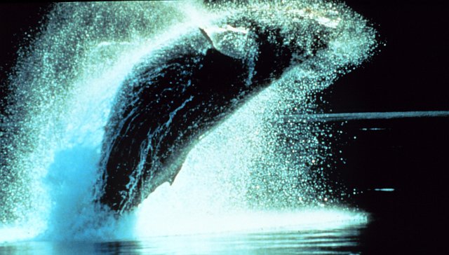 1. Humpback Whale, Megaptera novaeangliae, Breaching. Photo Credit: NOAA Central Library, National Oceanic and Atmospheric Administration Photo Library (http://www.photolib.noaa.gov, anim0837), NOAA's Ark (Animals) Collection, National Oceanic and Atmospheric Administration (NOAA, http://www.noaa.gov), United States Department of Commerce (http://www.commerce.gov), Government of the United States of America (USA).