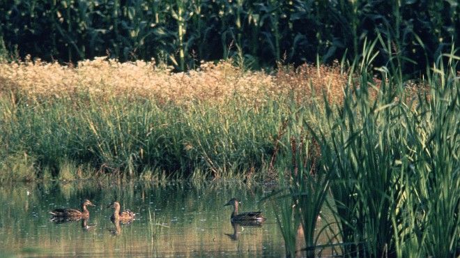 Ducks in the Wetlands, State of Maryland, USA. Photo Credit: Gene Whitaker, Washington DC Library, United States Fish and Wildlife Service Digital Library System (http://images.fws.gov, WO-Wetlands-3684), United States Fish and Wildlife Service (FWS, http://www.fws.gov), United States Department of the Interior (http://www.doi.gov), Government of the United States of America (USA).
