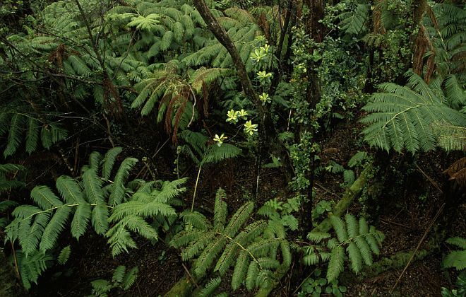 Hakalau Forest National Wildlife Refuge, Hilo, State of Hawaii, USA. Photo Credit: Jim Clark, NCTC Image Library, United States Fish and Wildlife Service Digital Library System (http://images.fws.gov, WV-11672-Refuge Centennial), United States Fish and Wildlife Service (FWS, http://www.fws.gov), United States Department of the Interior (http://www.doi.gov), Government of the United States of America (USA).