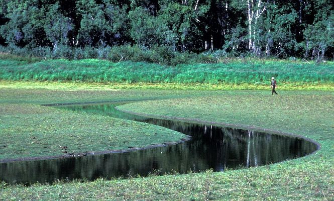 Innoko Refuge Wetlands, Five Miles South of Innoko River and North of Hather Creek. Innoko National Wildlife Refuge, State of Alaska, USA. Photo Credit: NCTC Image Library, United States Fish and Wildlife Service Digital Library System (http://images.fws.gov, AK/RO/03123), United States Fish and Wildlife Service (FWS, http://www.fws.gov), United States Department of the Interior (http://www.doi.gov), Government of the United States of America (USA).