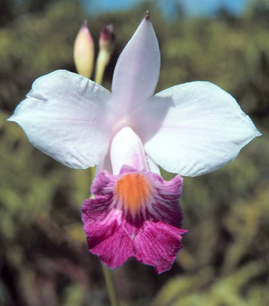 A Beautiful Hawaiian Orchid. Hawaii, State of Hawaii, USA. Photo Credit: Commander John Bortniak, NOAA Corps (ret.); National Oceanic and Atmospheric Administration Photo Library (http://www.photolib.noaa.gov, line0367), America's Coastlines Collection, NOAA Central Library, National Oceanic and Atmospheric Administration (NOAA, http://www.noaa.gov), United States Department of Commerce (http://www.commerce.gov), Government of the United States of America (USA).