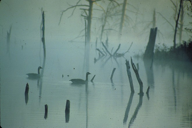 A Pair of Canada Geese Greet the Misty Sunrise. Photo Credit: Grey Sepilc, Washington DC Library, United States Fish and Wildlife Service Digital Library System (http://images.fws.gov, WO-2759-CD42A), United States Fish and Wildlife Service (FWS, http://www.fws.gov), United States Department of the Interior (http://www.doi.gov), Government of the United States of America (USA).