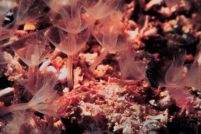 They Look Like 'Underwater Flowers', But Are Actually Living Creatures -- Worms With Tubes Living in the Reef's Ecosystem. Photo Credit: NOAA Central Library, National Oceanic and Atmospheric Administration Photo Library (http://www.photolib.noaa.gov, nur03506), National Undersearch Research Program (NURP) Collection, National Oceanic and Atmospheric Administration (NOAA, http://www.noaa.gov), United States Department of Commerce (http://www.commerce.gov), Government of the United States of America (USA).