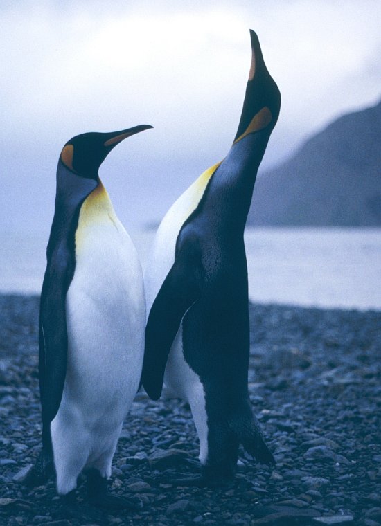 The King Penguin (at left) Listens With Interest as Another King Penguin Sings Enthusiastically (at right), 1994-95 Austral Summer, South Georgia Island, Antarctica. Photo Credit: Lieutenant Philip Hall, NOAA Corps; National Oceanic and Atmospheric Administration Photo Library (http://www.photolib.noaa.gov, corp2987), NOAA Corps Collection, National Oceanic and Atmospheric Administration (NOAA, http://www.noaa.gov), United States Department of Commerce (http://www.commerce.gov), Government of the United States of America (USA).