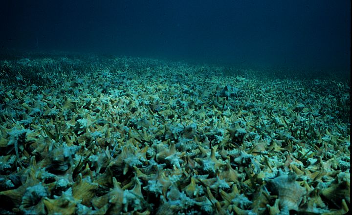 Located in the Tropical Atlantic Ocean, Large Numbers of Conchs, Gastropod Mollusks Housed in Heavy Shells, Move Together When Food Gets Scarce, April 1987. Lee Stocking Island, Commonwealth of The Bahamas, Tropical Atlantic Ocean. Photo Credit: G. Wenz; OAR/National Undersea Research Program (NURP) and Caribbean Marine Research Center; National Oceanic and Atmospheric Administration Photo Library (http://www.photolib.noaa.gov, nur01538), National Undersearch Research Program (NURP) Collection, National Oceanic and Atmospheric Administration (NOAA, http://www.noaa.gov), United States Department of Commerce (http://www.commerce.gov), Government of the United States of America (USA).
