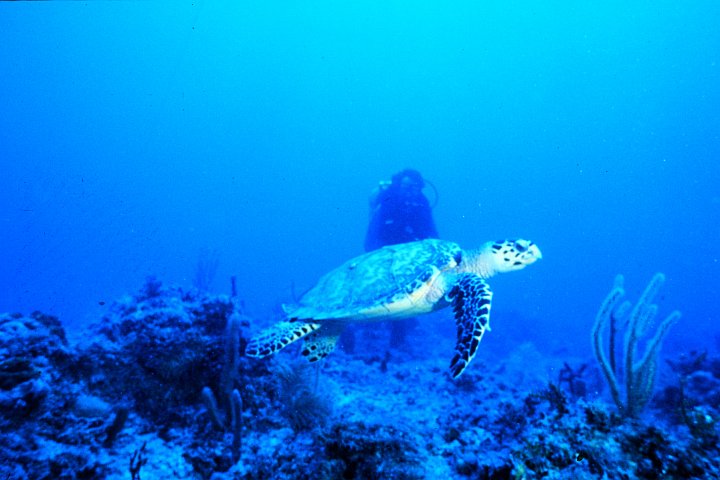 An Endangered Sea Turtle in the Atlantic Ocean Swims by the Submerged DiverFlorida Keys, State of Florida, USA. Photo Credit: G. McFall; OAR/National Undersea Research Program (NURP) and University of North Carolina at Wilmington; National Oceanic and Atmospheric Administration Photo Library (http://www.photolib.noaa.gov, nur00001), National Undersearch Research Program (NURP) Collection, National Oceanic and Atmospheric Administration (NOAA, http://www.noaa.gov), United States Department of Commerce (http://www.commerce.gov), Government of the United States of America (USA).