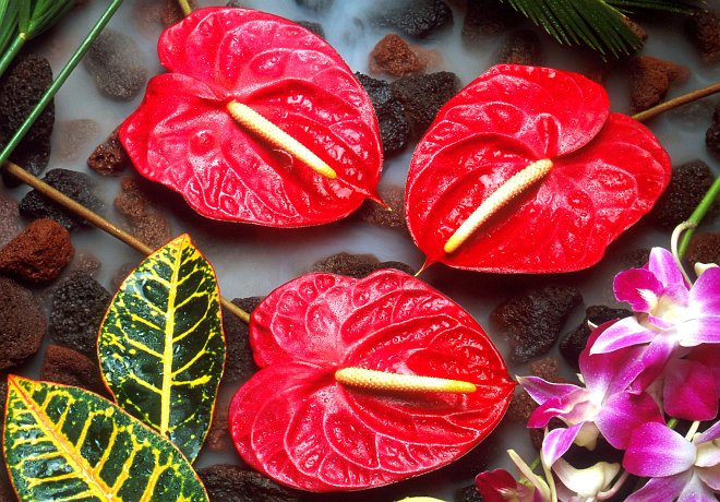 1. From the Creator's Hands, Beauty and the Beautiful: Lovely Orchids and Anthuriums. Photo Credit: Scott Bauer (http://www.ars.usda.gov/is/graphics/photos, K9052-1), Agricultural Research Service (ARS, http://www.ars.usda.gov), United States Department of Agriculture (USDA, http://www.usda.gov), Government of the United States of America (USA).