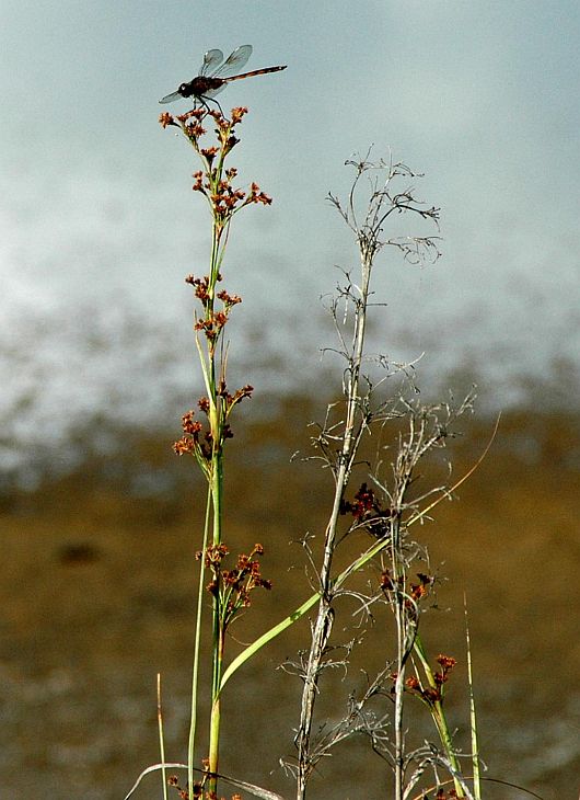 The Dragonfly Rests at the Highest Point of a Very Tall Stalk, Merritt Island National Wildlife Refuge, State of Florida, USA. Photo Credit: Kennedy Media Gallery - Wildlife (http://mediaarchive.ksc.nasa.gov) Photo Number: KSC-05PD-1016, John F. Kennedy Space Center (KSC, http://www.nasa.gov/centers/kennedy), National Aeronautics and Space Administration (NASA, http://www.nasa.gov), Government of the United States of America.