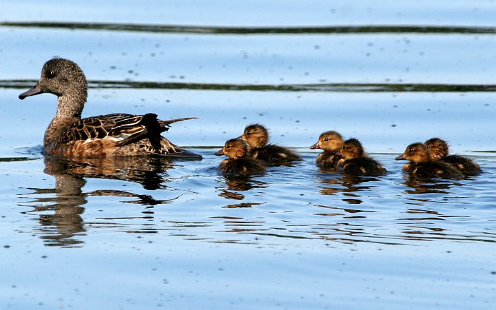American Wigeon Brood (Anas americana) -- An Adult Leading With Six Baby Ducks Following Behind -- in Lake Hood. Anchorage, State of Alaska, USA. Photo Credit: Donna Dewhurst, Alaska Image Library, United States Fish and Wildlife Service Digital Library System (http://images.fws.gov, DI-Dewhurst,D-AMWigeonBrood2), United States Fish and Wildlife Service (FWS, http://www.fws.gov), United States Department of the Interior (http://www.doi.gov), Government of the United States of America (USA).