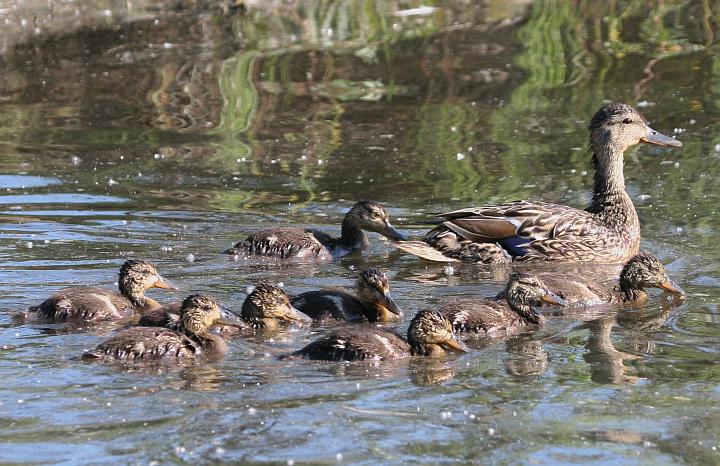 Anas platyrhynchos, Mallard Brood at Cheney Lake in Anchorage, State of Alaska, USA. Photo Credit: Donna Dewhurst, Alaska Image Library, United States Fish and Wildlife Service Digital Library System (http://images.fws.gov, DI-Dewhurst,D-MallardBrood), United States Fish and Wildlife Service (FWS, http://www.fws.gov), United States Department of the Interior (http://www.doi.gov), Government of the United States of America (USA).