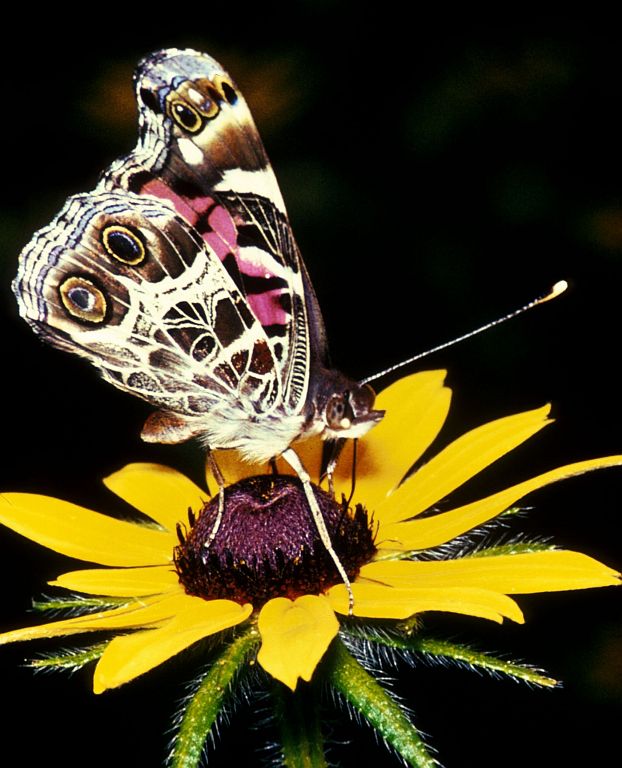 Painted Lady Butterfly (Vanessa cardui). Photo Credit: Jon R. Nickles, Washington DC Library, United States Fish and Wildlife Service Digital Library System (http://images.fws.gov, WO-1334-020), United States Fish and Wildlife Service (FWS, http://www.fws.gov), United States Department of the Interior (http://www.doi.gov), Government of the United States of America (USA).