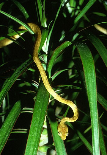 1. Brown Tree Snake or Brown Treesnake, Boiga irregularis. Photo Credit: Gordon H. Rodda, Washington DC Library, United States Fish and Wildlife Service Digital Library System (http://images.fws.gov, WO-5296), United States Fish and Wildlife Service (FWS, http://www.fws.gov), United States Department of the Interior (http://www.doi.gov), Government of the United States of America (USA).