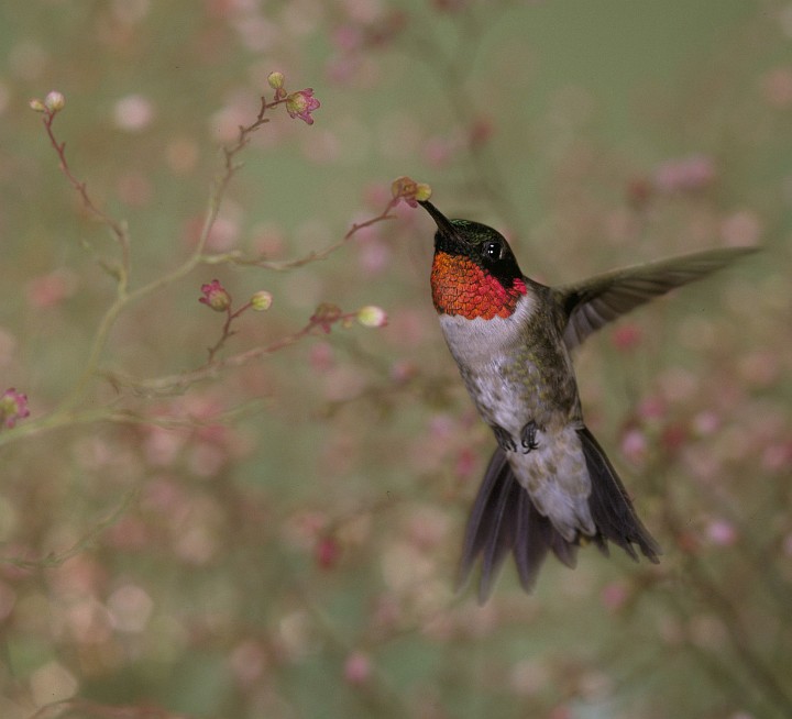 Ruby-throated Hummingbird, Archilochus colubris. Photo Credit: Steve Maslowski, Washington DC Library, United States Fish and Wildlife Service Digital Library System (http://images.fws.gov, WO-4552-51), United States Fish and Wildlife Service (FWS, http://www.fws.gov), United States Department of the Interior (http://www.doi.gov), Government of the United States of America (USA).