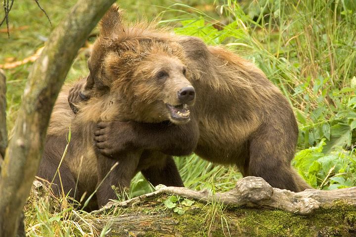 Two Baby Bears -- Brown Bear (Ursus arctos) -- Having a Good Time Playing in the Kodiak National Wildlife Refuge, State of Alaska, USA. Photo Credit: Steve Hillebrand, Alaska Image Library, United States Fish and Wildlife Service Digital Library System (http://images.fws.gov, DI-W5B0247), United States Fish and Wildlife Service (FWS, http://www.fws.gov), United States Department of the Interior (http://www.doi.gov), Government of the United States of America (USA).
