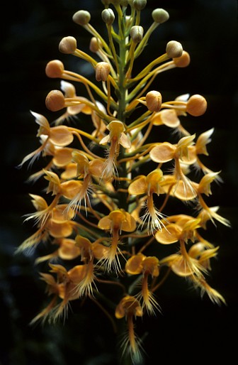 1. Yellow Fringed Orchid (Habenaria ciliaris), Mississippi Sandhill Crane National Wildlife Refuge, State of Mississippi, USA. Photo Credit: Donna Dewhurst, Alaska Image Library, United States Fish and Wildlife Service Digital Library System (http://images.fws.gov, DI-Dewhurst,D-YFOrchid2), United States Fish and Wildlife Service (FWS, http://www.fws.gov), United States Department of the Interior (http://www.doi.gov), Government of the United States of America (USA).