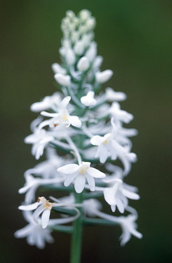 2. Snowy Orchid (Habenaria nivea), Mississippi Sandhill Crane National Wildlife Refuge, State of Mississippi, USA. Photo Credit: Donna Dewhurst, Alaska Image Library, United States Fish and Wildlife Service Digital Library System (http://images.fws.gov, DI-Dewhurst,D-Sorchid), United States Fish and Wildlife Service (FWS, http://www.fws.gov), United States Department of the Interior (http://www.doi.gov), Government of the United States of America (USA).