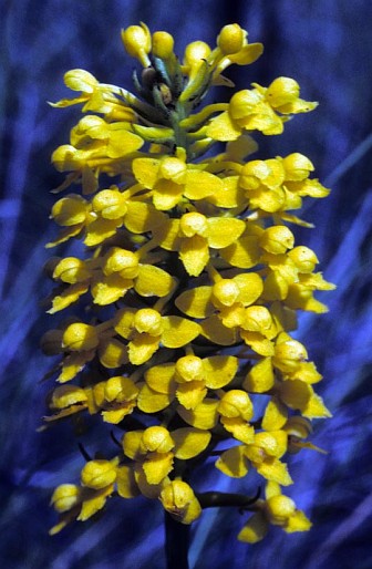 3. Yellow Fringeless Orchid (Habenaria integra), Mississippi Sandhill Crane National Wildlife Refuge, State of Mississippi, USA. Photo Credit: Donna Dewhurst, Alaska Image Library, United States Fish and Wildlife Service Digital Library System (http://images.fws.gov, DI-Dewhurst,D-YFOrchid), United States Fish and Wildlife Service (FWS, http://www.fws.gov), United States Department of the Interior (http://www.doi.gov), Government of the United States of America (USA).