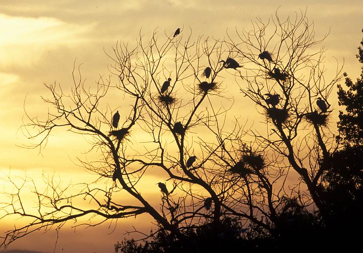 Great Egret (Casmerodius albus) Nesting Colony. Photo Credit: Gary Kramer, Washington DC Library, United States Fish and Wildlife Service Digital Library System (http://images.fws.gov, WO-3971-GKramer Water Birds), United States Fish and Wildlife Service (FWS, http://www.fws.gov), United States Department of the Interior (http://www.doi.gov), Government of the United States of America (USA).