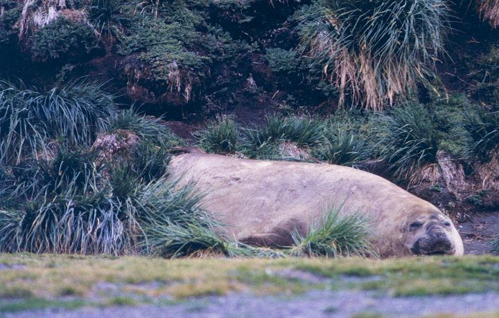 A Snoozing Elephant Seal, 1994-95 Austral Summer. Fortuna Bay, South Georgia Island, Antarctica. Photo Credit: Lieutenant Philip Hall, NOAA Corps; National Oceanic and Atmospheric Administration Photo Library (http://www.photolib.noaa.gov, corp3001), NOAA Corps Collection, National Oceanic and Atmospheric Administration (NOAA, http://www.noaa.gov), United States Department of Commerce (http://www.commerce.gov), Government of the United States of America (USA).