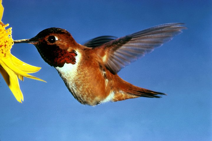 Rufous Hummingbird (Selasphorus rufus). Photo Credit: Dean E. Biggins, Washington DC Library, United States Fish and Wildlife Service Digital Library System (http://images.fws.gov, WO-1374-009), United States Fish and Wildlife Service (FWS, http://www.fws.gov), United States Department of the Interior (http://www.doi.gov), Government of the United States of America (USA).
