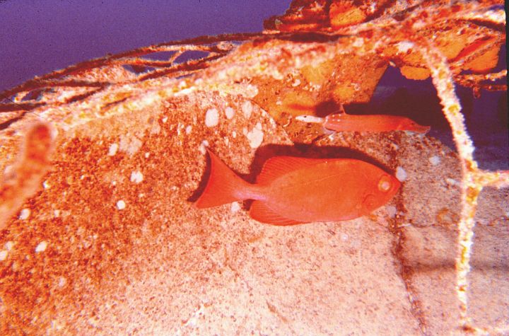 In the Sea Dressed in Red: The Bigeye (Big Eye, Aweoweo), Priacanthus cruentatus, and the Trumpetfish (Trumpet Fish, Painted Flutemouth), Aulostomus chinensis in Pokai Bay, Hawai`i, June 1967. Oahu, State of Hawaii, USA. Photo Credit: Dr. James P. McVey, NOAA Sea Grant Program; National Oceanic and Atmospheric Administration Photo Library (http://www.photolib.noaa.gov, reef0124), The Coral Kingdom Collection, NOAA Central Library, National Oceanic and Atmospheric Administration (NOAA, http://www.noaa.gov), United States Department of Commerce (http://www.commerce.gov), Government of the United States of America (USA).