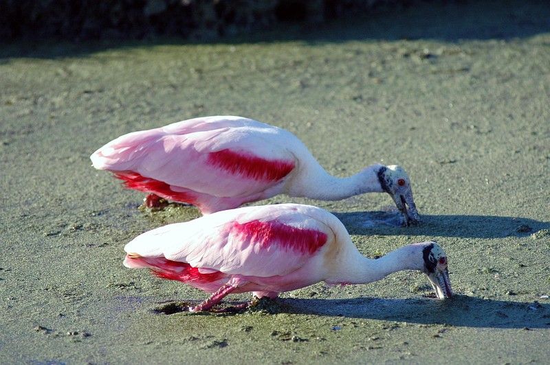 A Pair of Beautiful Roseate Spoonbills (Ajaia ajaja) Are Searching For Food In the Canal's Very Murky Water, NASA Kennedy Space Center, State of Florida, USA. Photo Credit: Jim Grossmann, Kennedy Media Gallery - Wildlife (http://mediaarchive.ksc.nasa.gov) Photo Number: KSC-06PD-0231, John F. Kennedy Space Center (KSC, http://www.nasa.gov/centers/kennedy), National Aeronautics and Space Administration (NASA, http://www.nasa.gov), Government of the United States of America.
