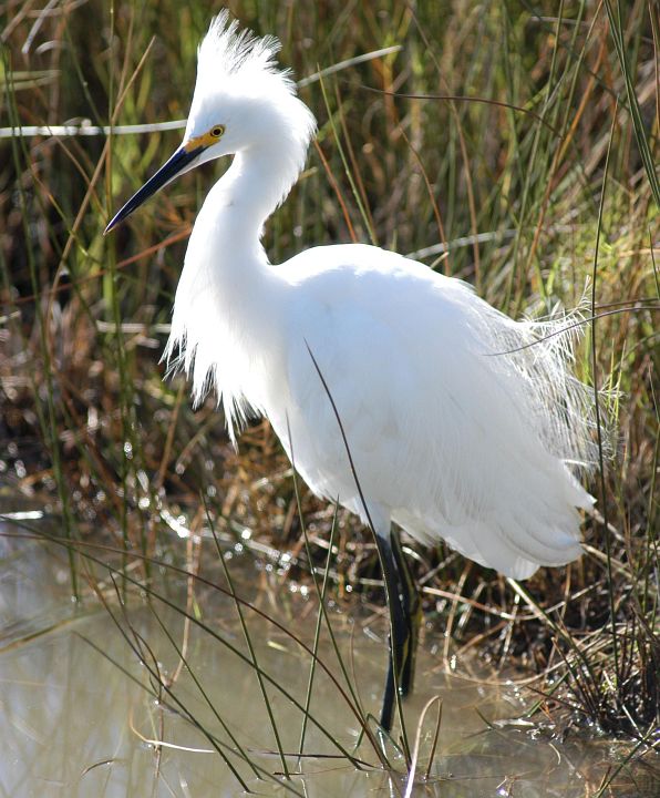 Snowy Egret (Egretta thula), NASA Kennedy Space Center, State of Florida, USA. Photo Credit: Kennedy Media Gallery - Wildlife (http://mediaarchive.ksc.nasa.gov) Photo Number: KSC-05PD-2174, John F. Kennedy Space Center (KSC, http://www.nasa.gov/centers/kennedy), National Aeronautics and Space Administration (NASA, http://www.nasa.gov), Government of the United States of America.