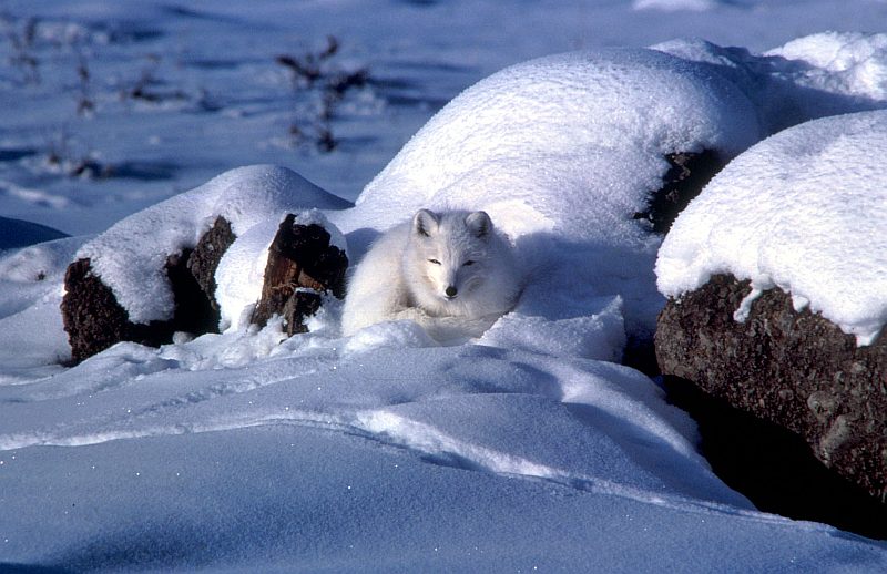 Covered With a Warm, White Winter Coat of Fur, This Arctic Fox is Comfortable Resting In the Snow. State of Alaska, USA. Photo Credit: Keith Morehouse, Washington DC Library, United States Fish and Wildlife Service Digital Library System (http://images.fws.gov, WO3019-25), United States Fish and Wildlife Service (FWS, http://www.fws.gov), United States Department of the Interior (http://www.doi.gov), Government of the United States of America (USA).