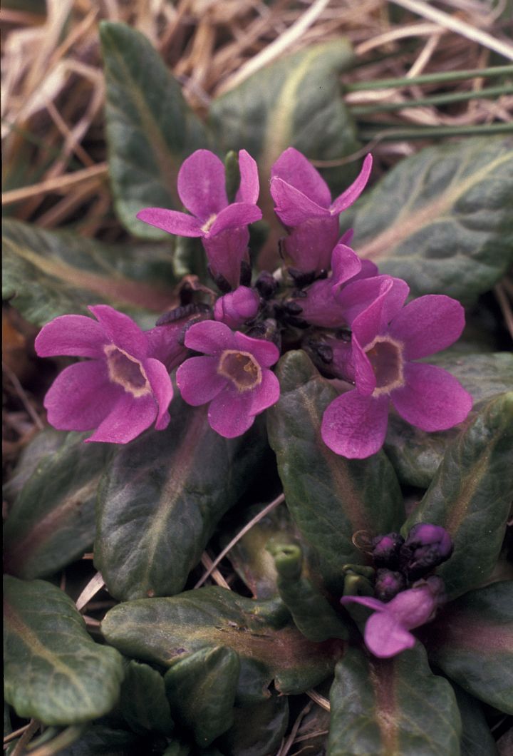 Arctic Primrose (Primula eximia, Primula tschuktschorum) Flowers -- Pretty, Purple, Pribilof Wildflowers On the Alaska Maritime National Wildlife Refuge (AMNWR), Pribilof Islands, State of Alaska, USA. Photo Credit: Alaska Image Library, United States Fish and Wildlife Service Digital Library System (http://images.fws.gov, 0003558), United States Fish and Wildlife Service (FWS, http://www.fws.gov), United States Department of the Interior (http://www.doi.gov), Government of the United States of America (USA).
