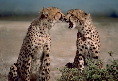 1. Tender Moments Shared by Two Cheetahs, Republic of Kenya. Photo Credit: Gary M. Stolz, Washington DC Library, United States Fish and Wildlife Service Digital Library System (http://images.fws.gov, WO5674-007), United States Fish and Wildlife Service (FWS, http://www.fws.gov), United States Department of the Interior (http://www.doi.gov), Government of the United States of America (USA).