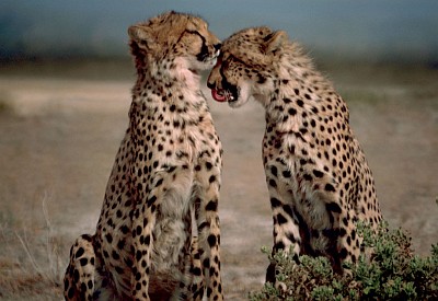 2. Affectionate Moments Shared by Two Cheetahs, Republic of Kenya. Photo Credit: Gary M. Stolz, Washington DC Library, United States Fish and Wildlife Service Digital Library System (http://images.fws.gov, WO5673-007), United States Fish and Wildlife Service (FWS, http://www.fws.gov), United States Department of the Interior (http://www.doi.gov), Government of the United States of America (USA).