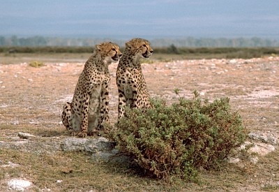 3. Two Cheetahs Sitting Together Side By Side, Republic of Kenya. Photo Credit: Gary M. Stolz, Washington DC Library, United States Fish and Wildlife Service Digital Library System (http://images.fws.gov, WO5671-007), United States Fish and Wildlife Service (FWS, http://www.fws.gov), United States Department of the Interior (http://www.doi.gov), Government of the United States of America (USA).
