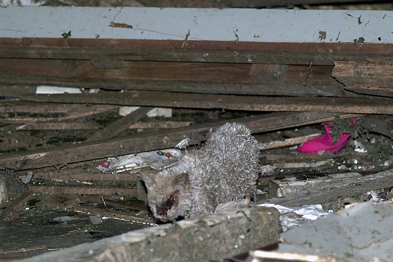 3. "The Great Plains Tornado Outbreak of May 3, 1999" (http://web.archive.org/web/20061007174733/www.srh.noaa.gov/oun/storms/19990503/): Animals were victims too. Front view of a storm-battered pussycat in the outskirts of Oklahoma City, walking about the utter devastation caused by the very powerful, May 3, 1999, tornado. May 6, 1999 (photo date), Oklahoma City, State of Oklahoma, USA. Photo Credit: Tech. Sgt. Bill Kimble, United States Air Force; Defense Visual Information (DVI, http://www.DefenseImagery.mil, DF-SD-00-03230 and DFSD0003230) and United States Air Force (USAF, http://www.af.mil), United States Department of Defense (DoD, http://www.DefenseLink.mil or http://www.dod.gov), Government of the United States of America (USA).