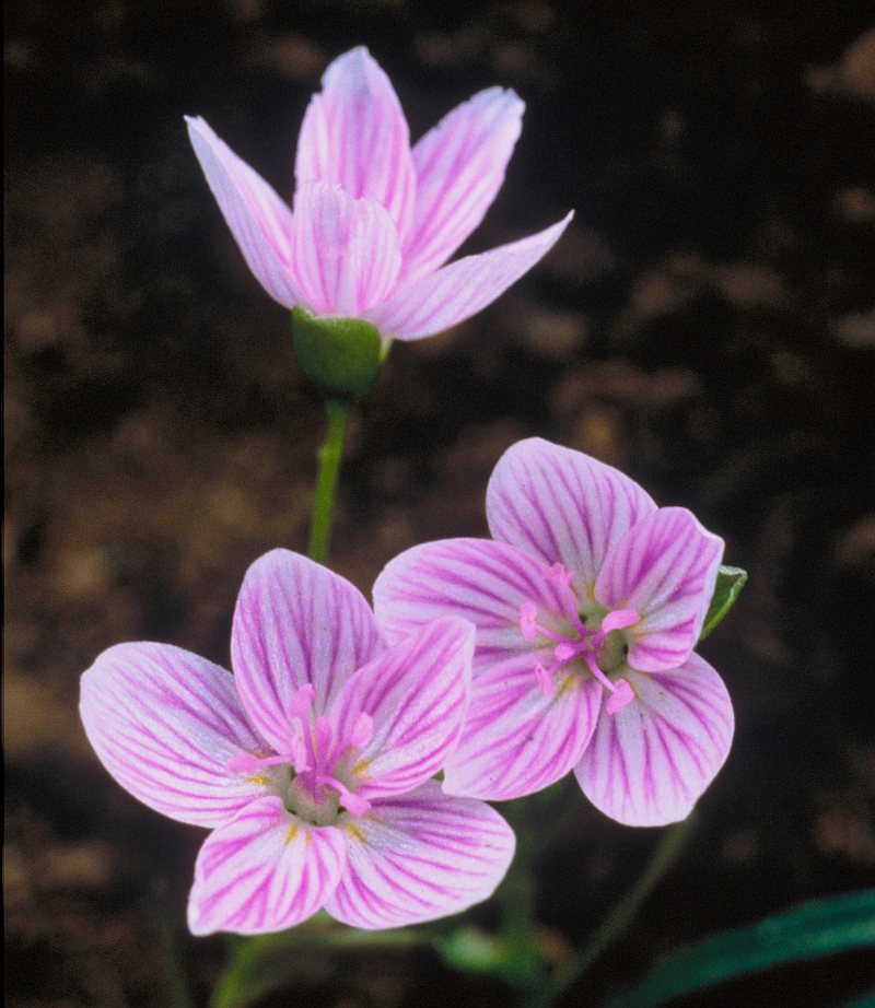 A Very Beautiful Flower: Spring Beauty (Springbeauty), Wichita Mountains Wildlife Refuge, State of Oklahoma, USA. Photo Credit: Elise Smith, Washington DC Library, United States Fish and Wildlife Service Digital Library System (http://images.fws.gov, WO-8554-CD39B), United States Fish and Wildlife Service (FWS, http://www.fws.gov), United States Department of the Interior (http://www.doi.gov), Government of the United States of America (USA).
